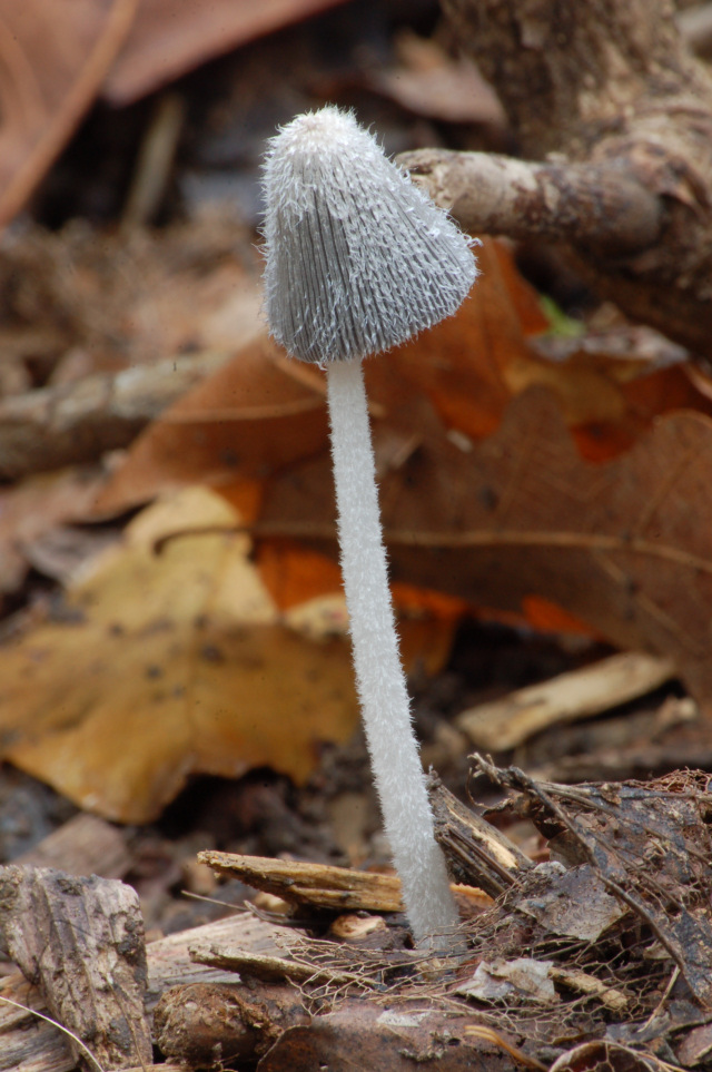 Coprinopsis echinospora